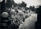 Brynderwen